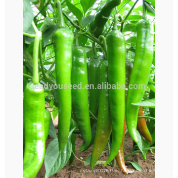 P06 Xiangyang no.2 f1 híbrido superior semillas de pimiento verde caliente